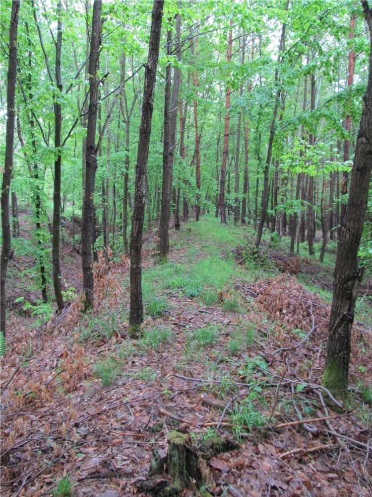 Městisko